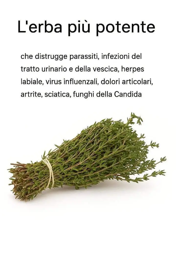 Erba potente per la salute