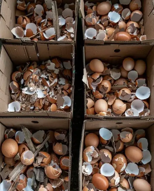 gusci d'uovo fertilizzante