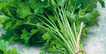 pianta cellule cancerose polmone