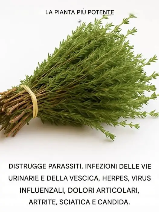 Piante medicinali potenti