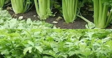Piante purificatrici per la pelle
