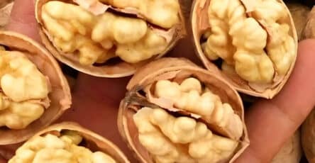 Sgusciare le noci facilmente