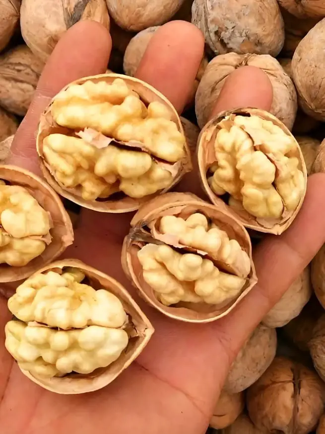 Sgusciare le noci facilmente