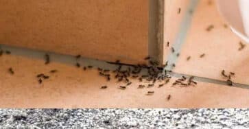 addio alle formiche casa
