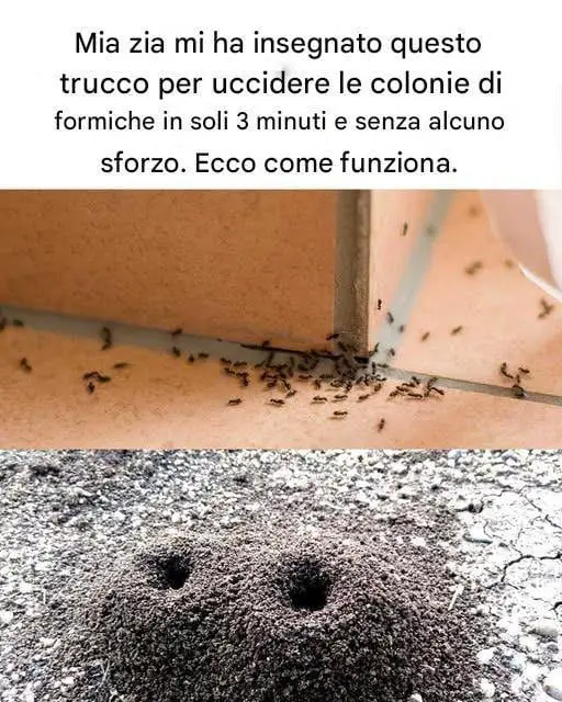 addio alle formiche casa