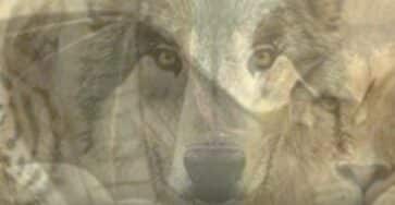 animale rivelatore di te