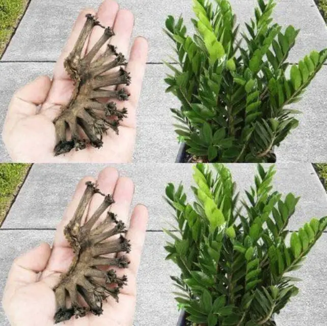 banana parte valore oro
