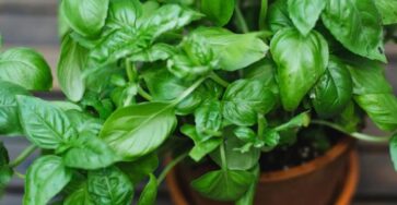 basilico foglie verdi profumate