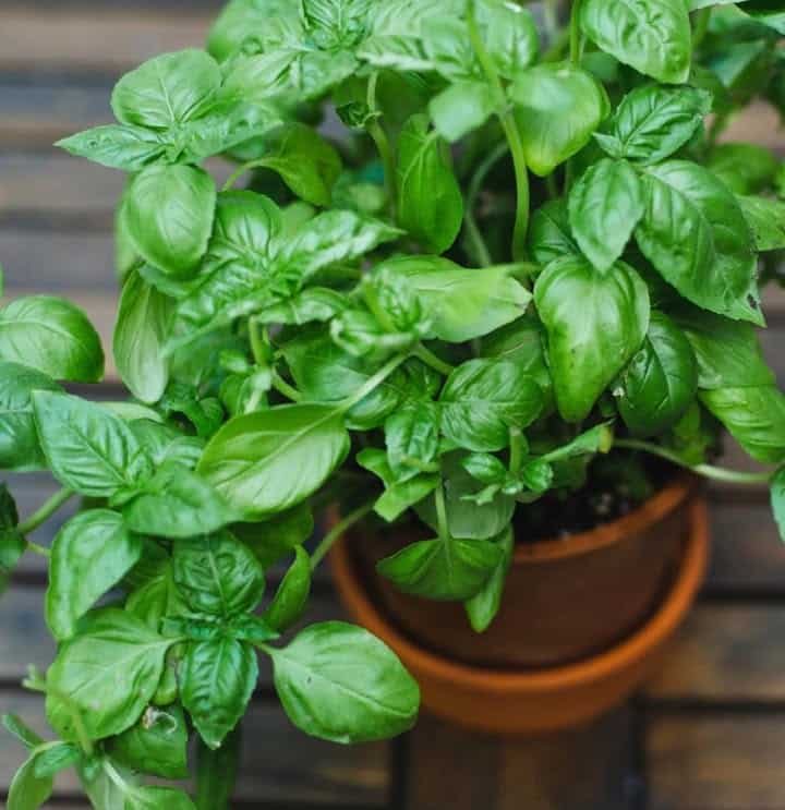 basilico foglie verdi profumate