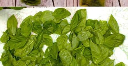 basilico fresco sempre