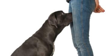 cane annusa genitali significato