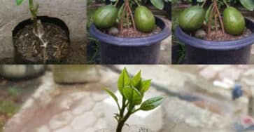 coltivare avocado in casa