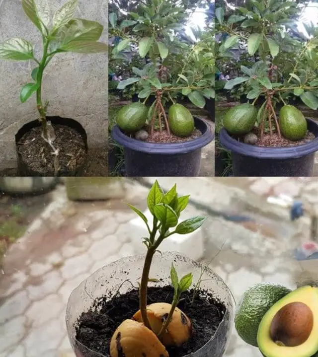 coltivare avocado in casa