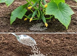 cucchiaio cetriolo giardino doppio
