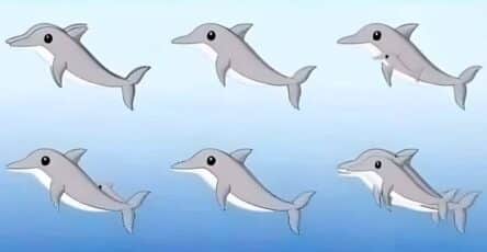 delfini individuare immagine tip