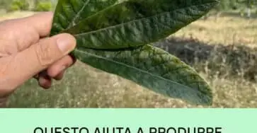 foglia insulina reni pressione