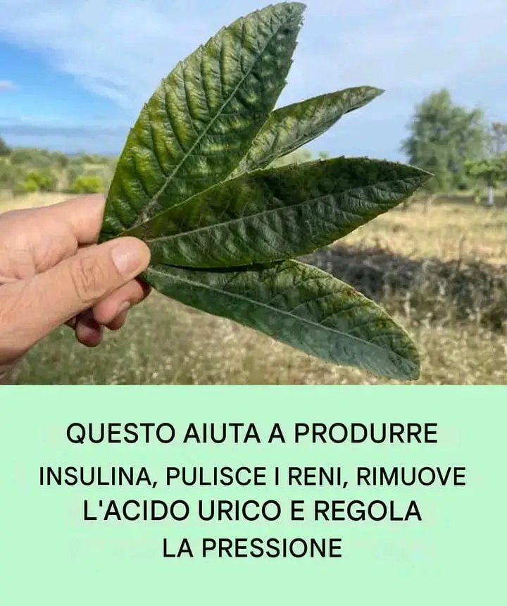 foglia insulina reni pressione