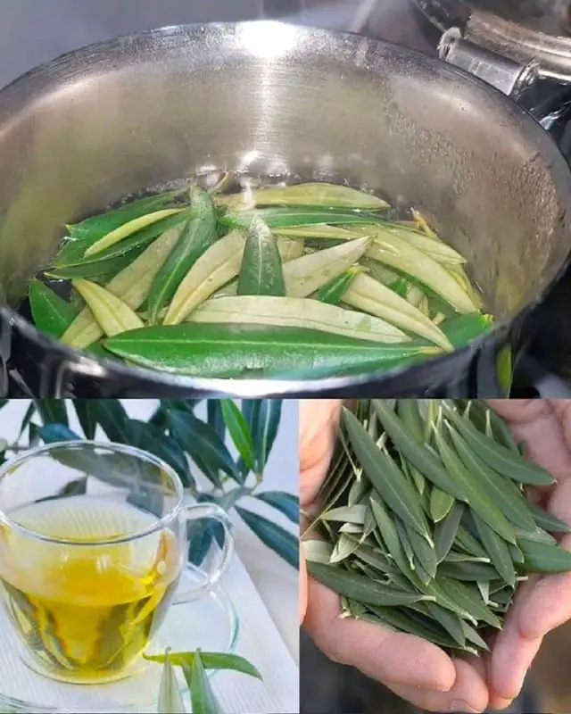 foglie di olivo potenti