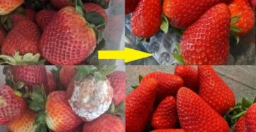 freschezza fragole trucco contadino