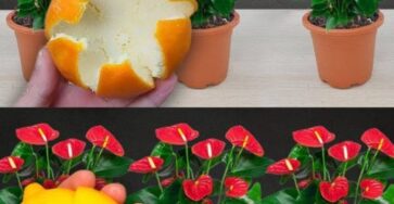 ingrediente che fa differenza