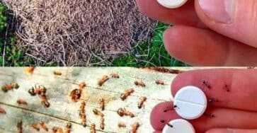 metodi efficaci formiche naturali