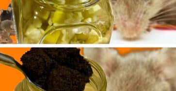 odore repellente per roditori