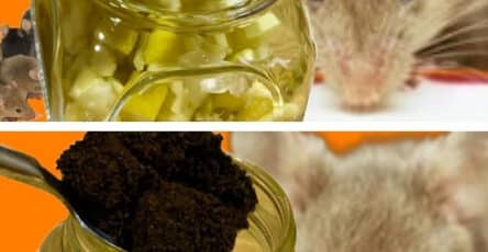 odore repellente per roditori