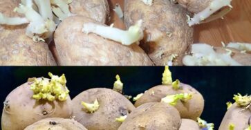 patate fresche germogliare trucchetto
