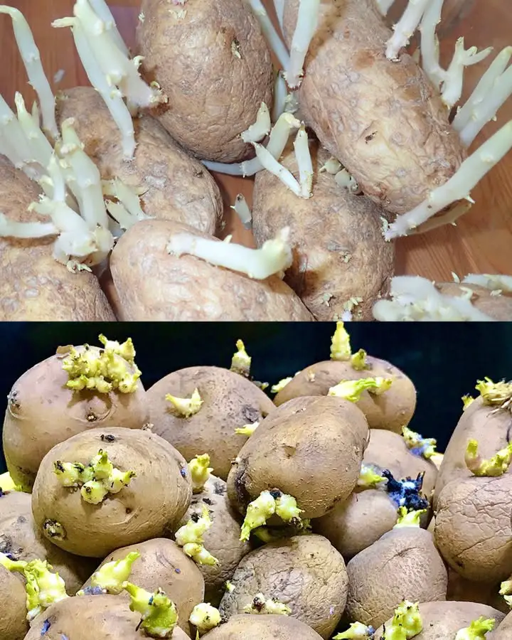 patate fresche germogliare trucchetto