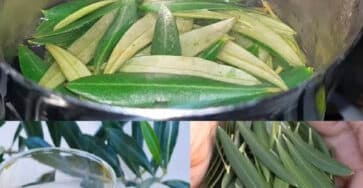 rimedi naturali foglie olivo