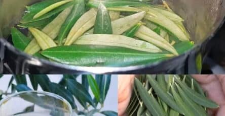 rimedi naturali foglie olivo