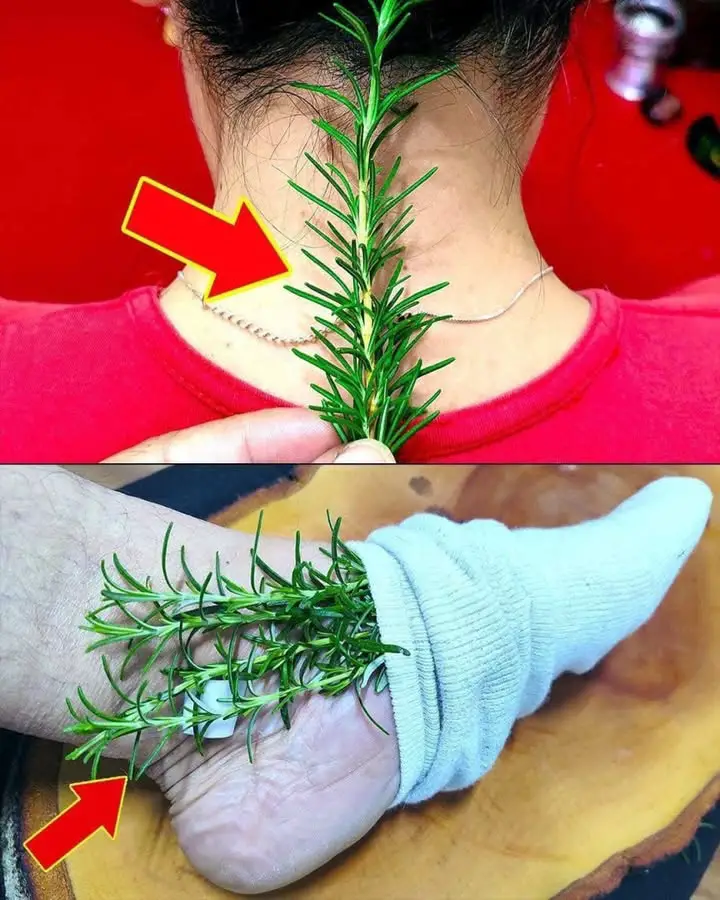 rosmarino problemi comuni