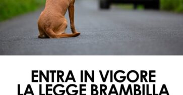 tutela degli animali