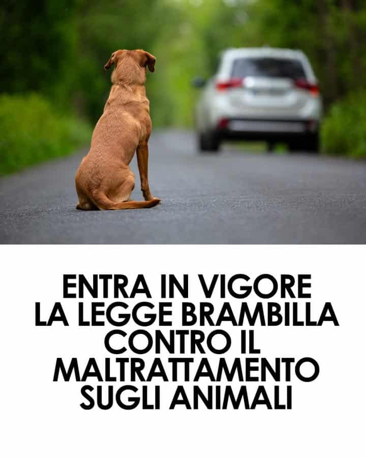 tutela degli animali