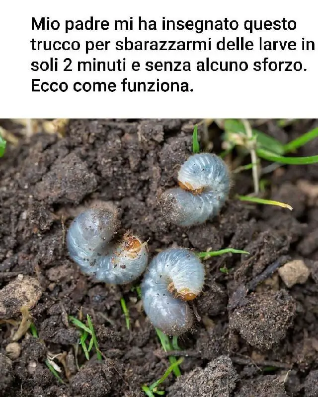 Brillante lettura precedentemente consigliata