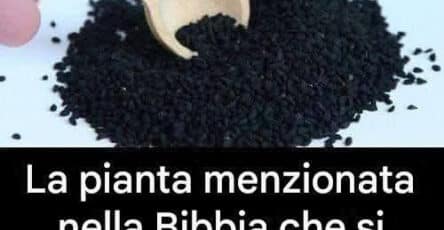 Erba biblica proprietà medicinali