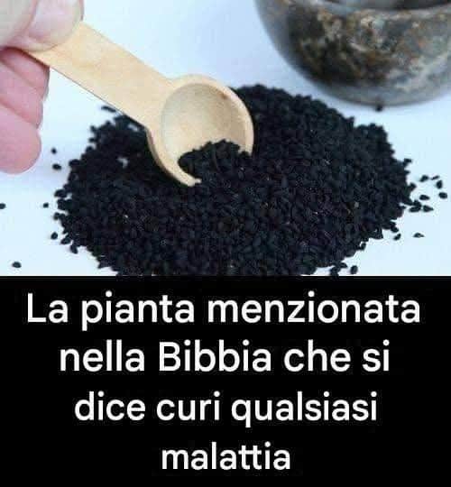 Erba biblica proprietà medicinali