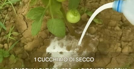 Esaltatore di pomodoro naturale