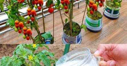 Fertilizzanti naturali pomodori