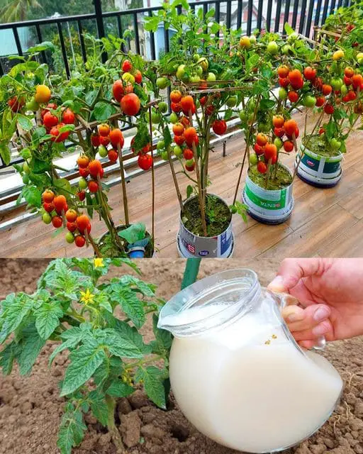 Fertilizzanti naturali pomodori