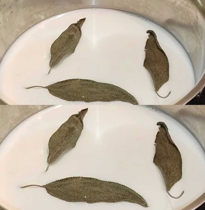 Latte di alloro per la tosse