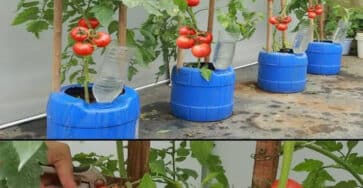 Massimizza pomodoro dimensioni spazio