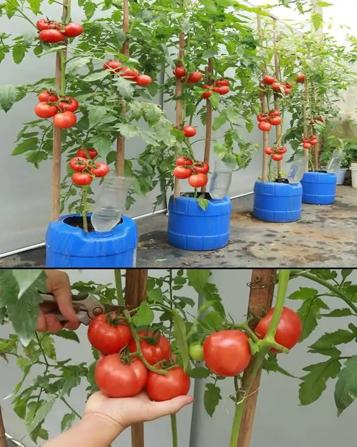 Massimizza pomodoro dimensioni spazio