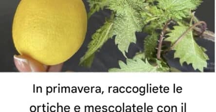 Ortica e limone
