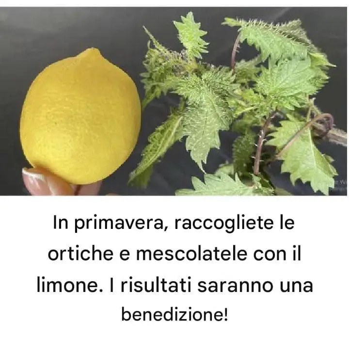 Ortica e limone