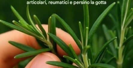 Pianta miracolosa ricetta