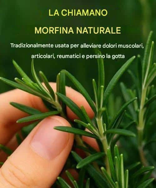 Pianta miracolosa ricetta