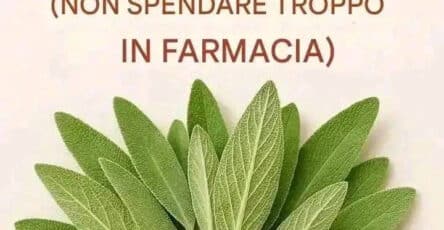 Usi della salvia in cucina
