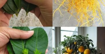 alberi di limone foglie