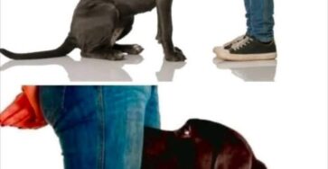 annusa i genitali significato